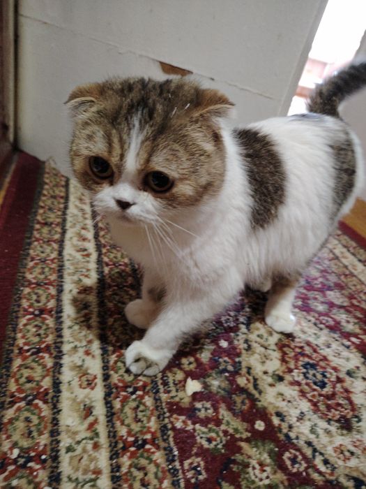 Продаётся кошка породистая, порода шатланская вуслоухая