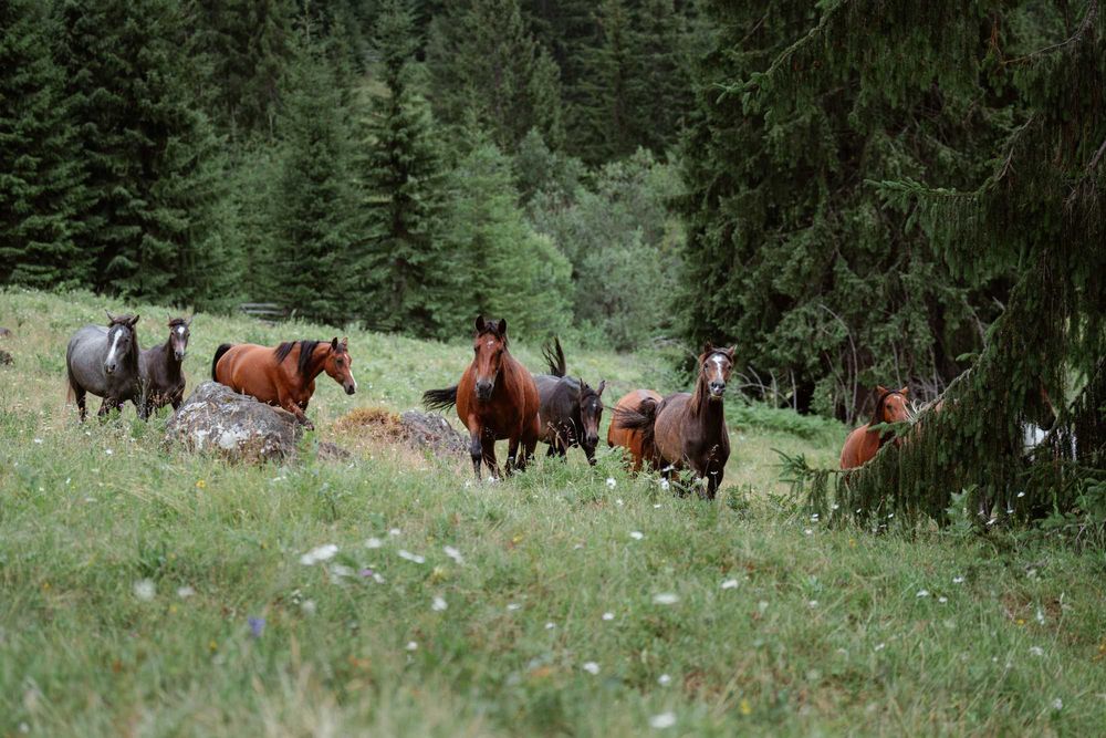 Vand cai din rasa shagya arab