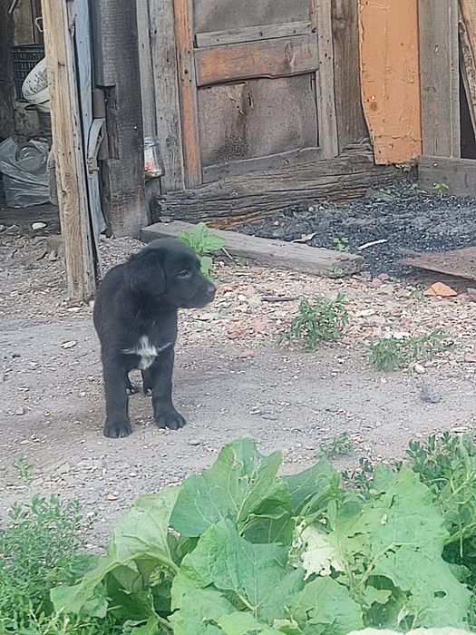 Щенки лабрадора ретривера