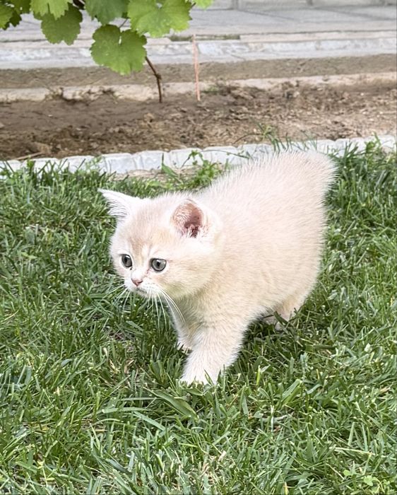 Britanskiy Shinshils 2 ta ogil bola