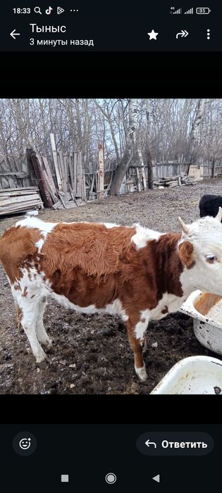 Тайынша сатылады тайынша