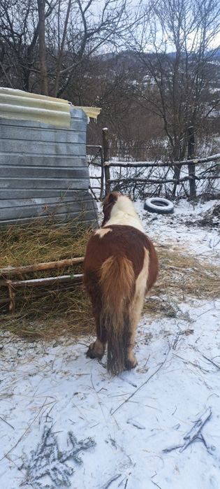 Vind sau schimb ponei pe o poneita