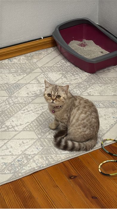 Продам котенка девочка