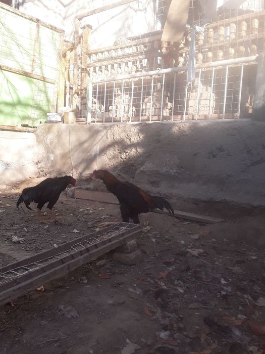 Vork tovuq xo'rozlar jo'jalar