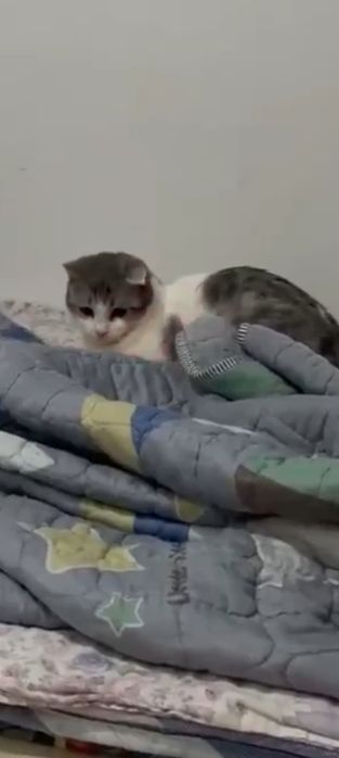 Отдам кошку в добрые руки