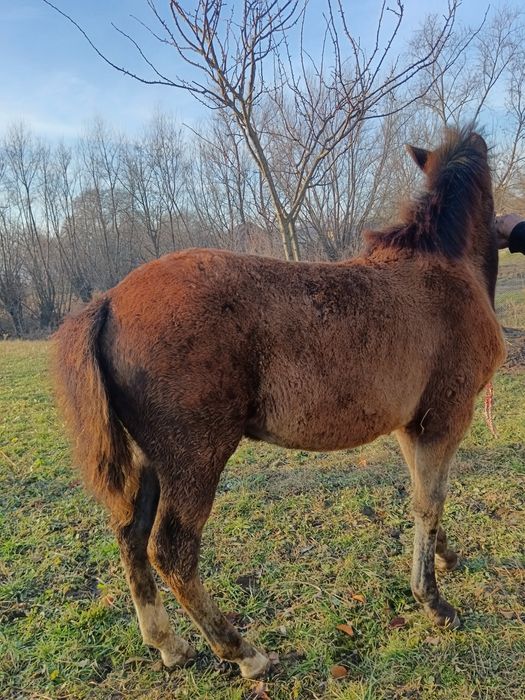 2 Mânze top sură și brează 7 luni-6 luni negociabil