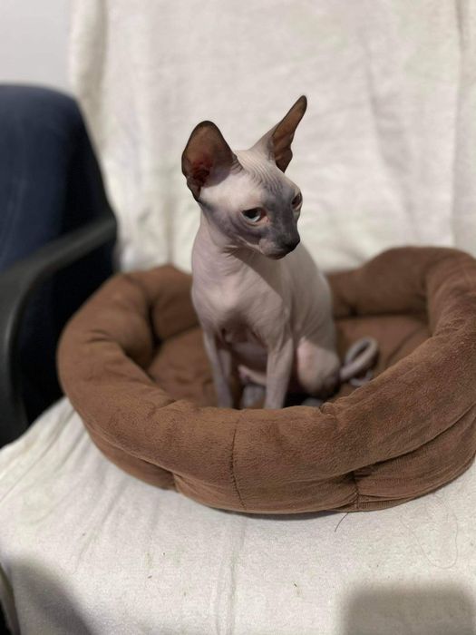 Коте сфинкс на две години