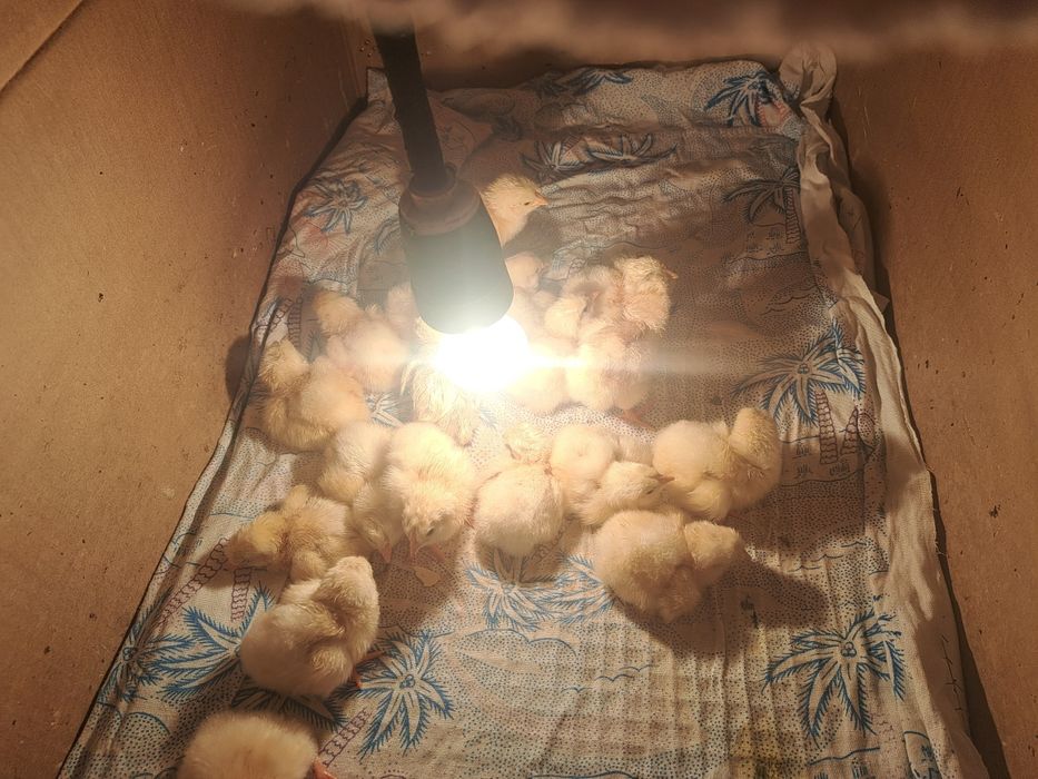 Продам цеплят Адрер