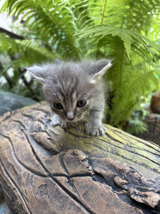 Отдам котят в хорошие руки