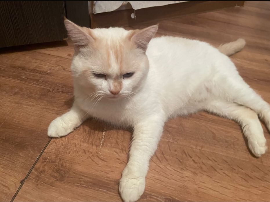 Отдам кота в хорошие руки