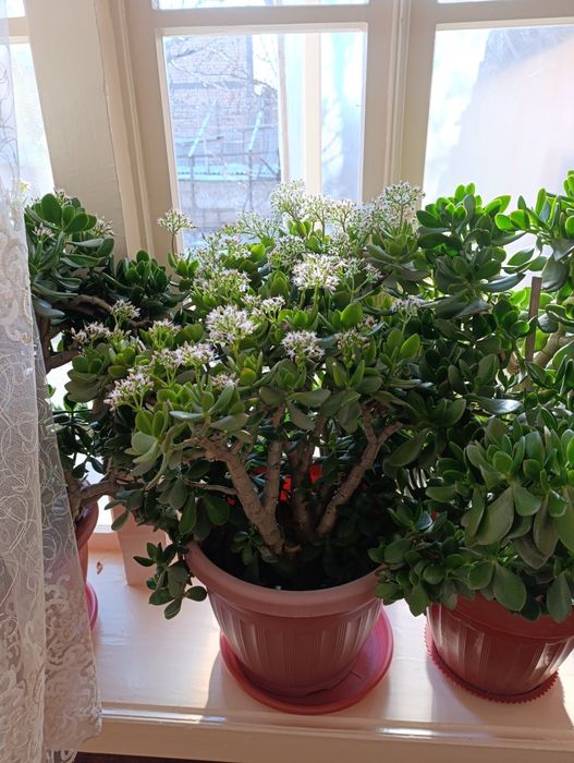 Dollar gullar, Доллар цветы