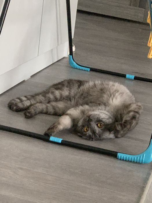 Отдам кота в добрые руки, только в добрые руки.