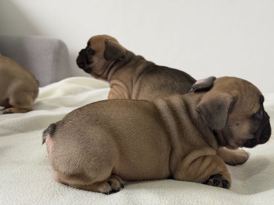 Френски булдог-кученца