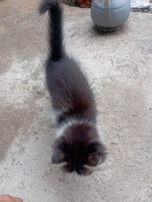 Мушук текинга,яхши инсонлага берилади