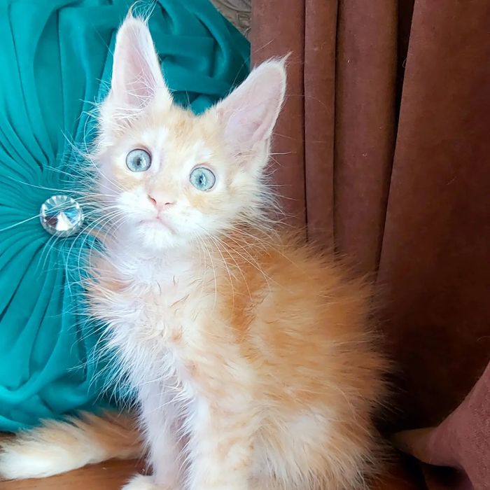 Шикарные КУНЫ - Котята Мейн !