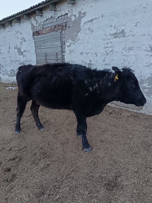 Сиырлар бұзауымен сатылады !!!