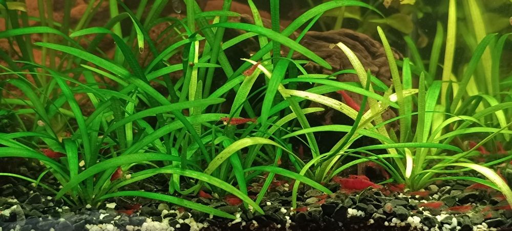 Креветки аквариумные вишня