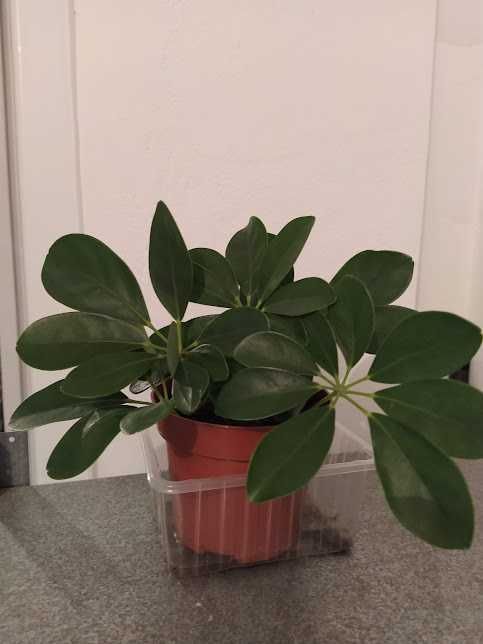 стайни растения + отстъпка