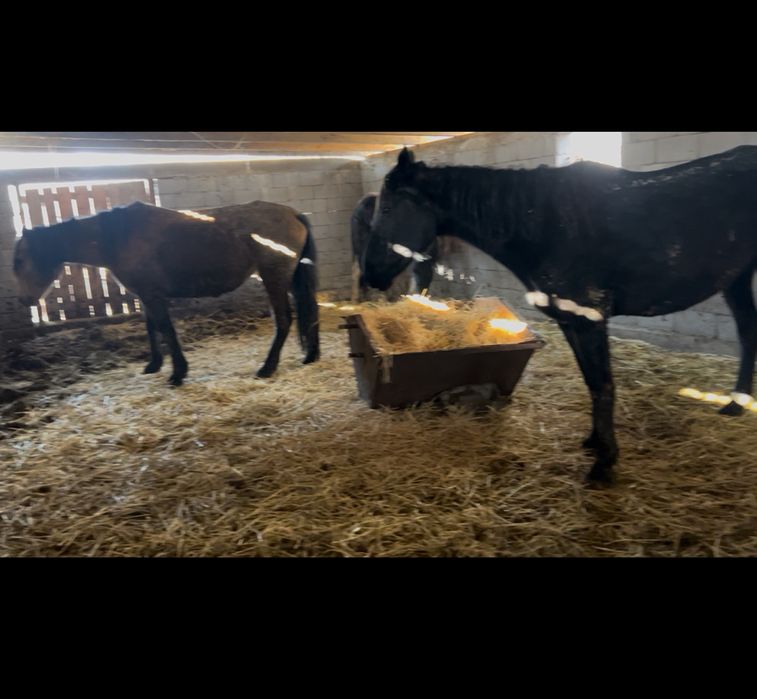 Ыры биелер кобылы рослые