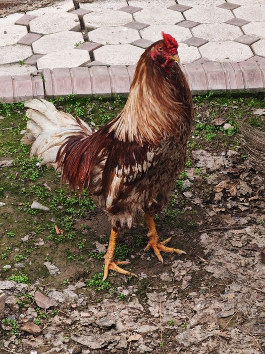 Продаётся  Петух