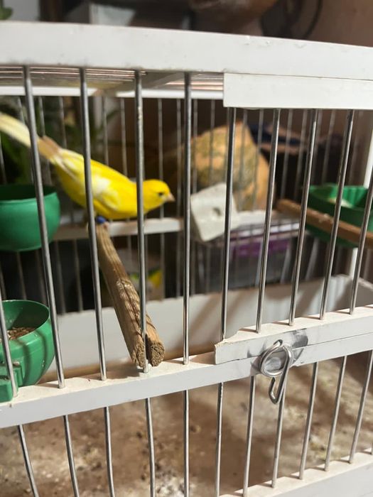 Продам кенера поющий