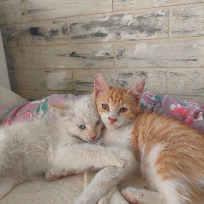 Бесплатно котята