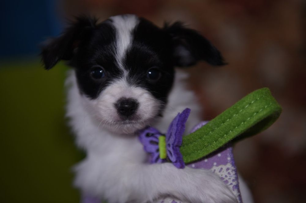 Щенки папийона для вас!