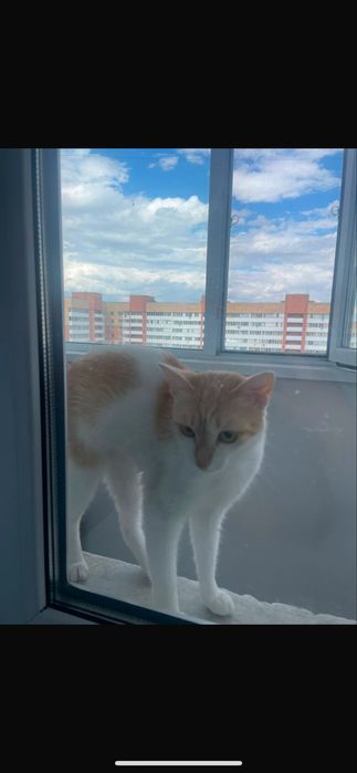 Отдам кота 10мес.