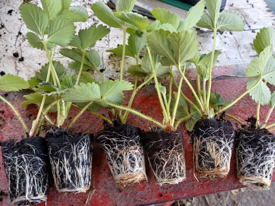 пикиран целогодишен разсад