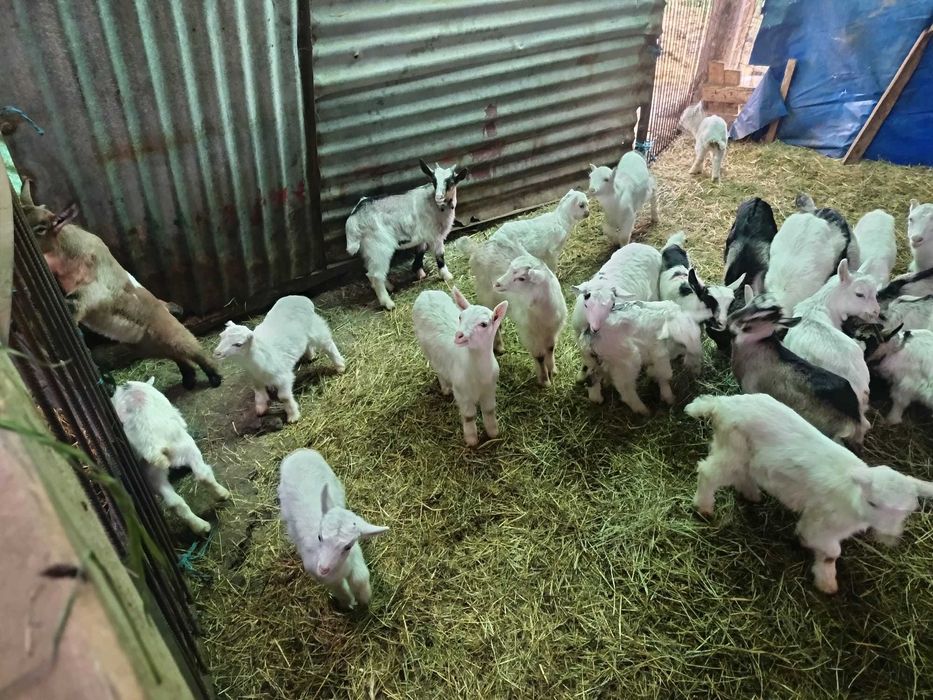 Ieduții de vanzare.