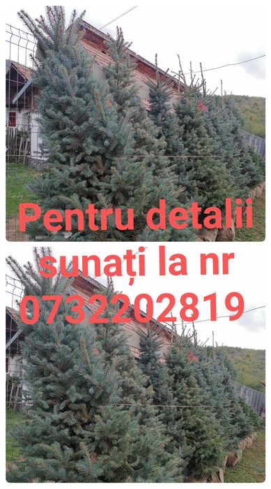 Brazii arginti și verzi cu balot de pământ