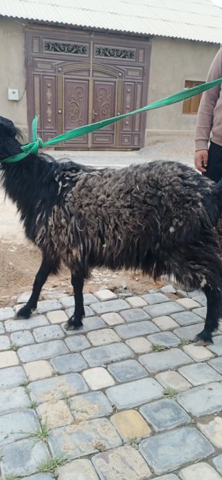 Екиши тума ешкі салсатылады