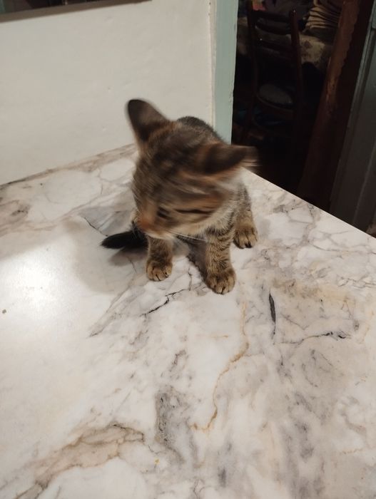 Отдам в хорошие руки!!!