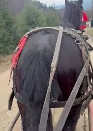 Vand cal căruță de calitate