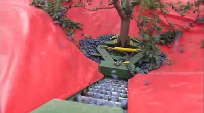 Utilaj recoltat prune, cirese, visine, alune, nuci, migdale