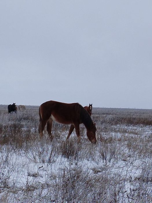 Лошади разных возрастов