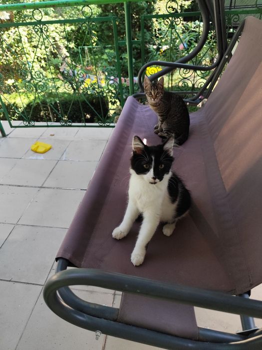 Pui pisica spre adoptie