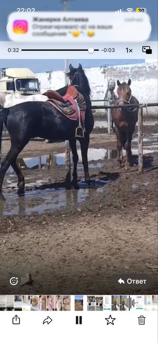 Айғыр сатылады жуас