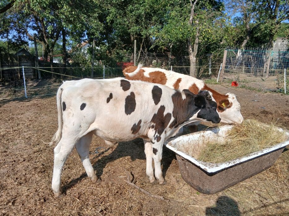 Tăuraș 230-250 kg