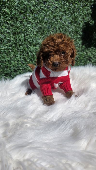 Пудел Той момче с родословие