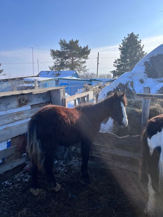 Продам 3 жабағы, село Карлуга