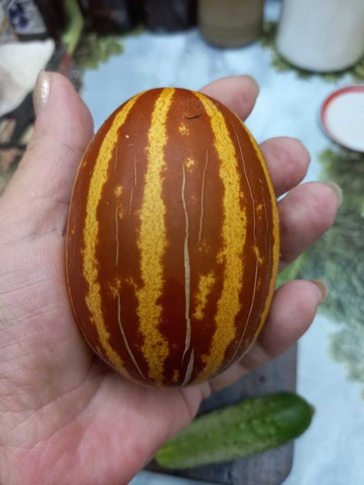 Семена от мини пъпеши - 20 бр