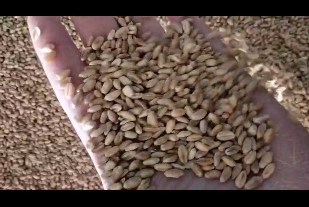 Продам зерно бидай пшеницу