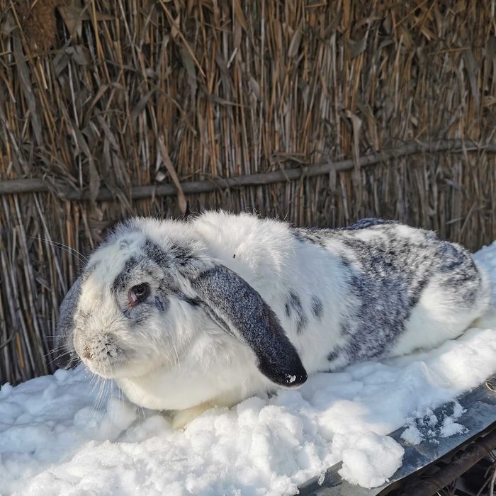 Iepuri Berbec German