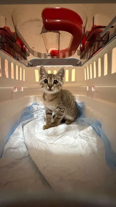 Котёнок мальчик Лёва ищет семью