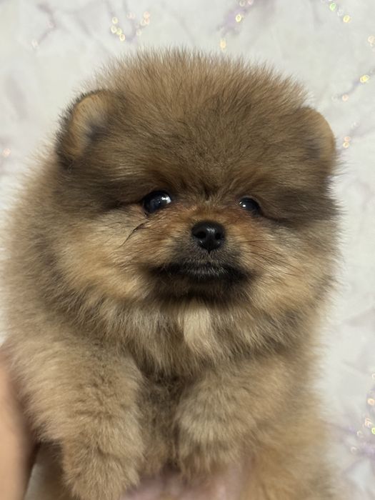 Померанский шпиц