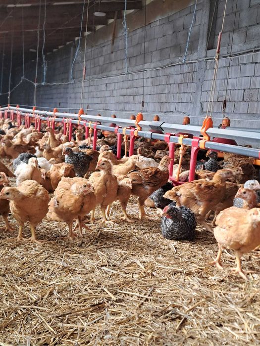 Vand pui rasa mixta 5 saptamani, vaccinuri la zi . 19 lei.