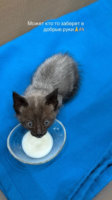 Отдам котенка в добрые руки