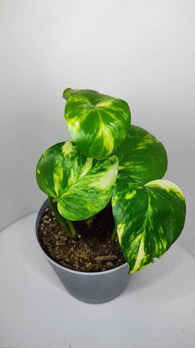 Эпипрентум золотистый