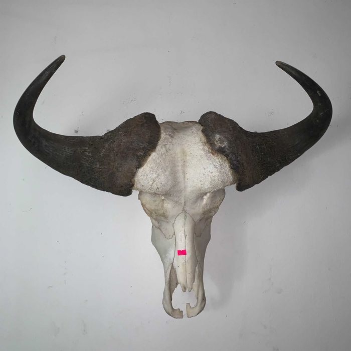 Trofeu cap de bivol african de apa